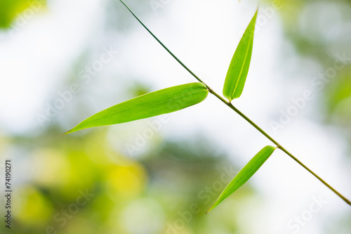 bamboo leaves