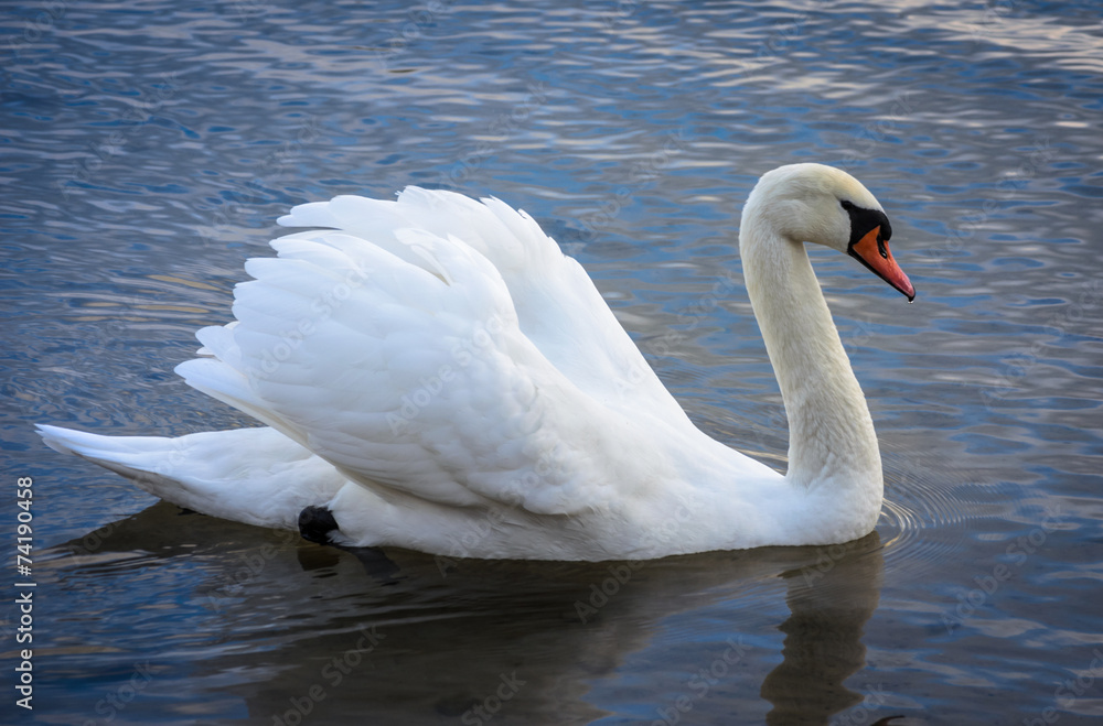 Fototapeta premium graseful white swan