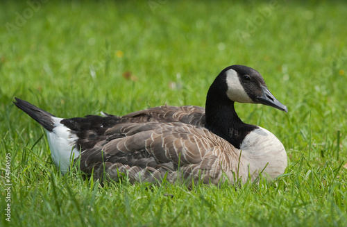 Canada Goose on the grass 