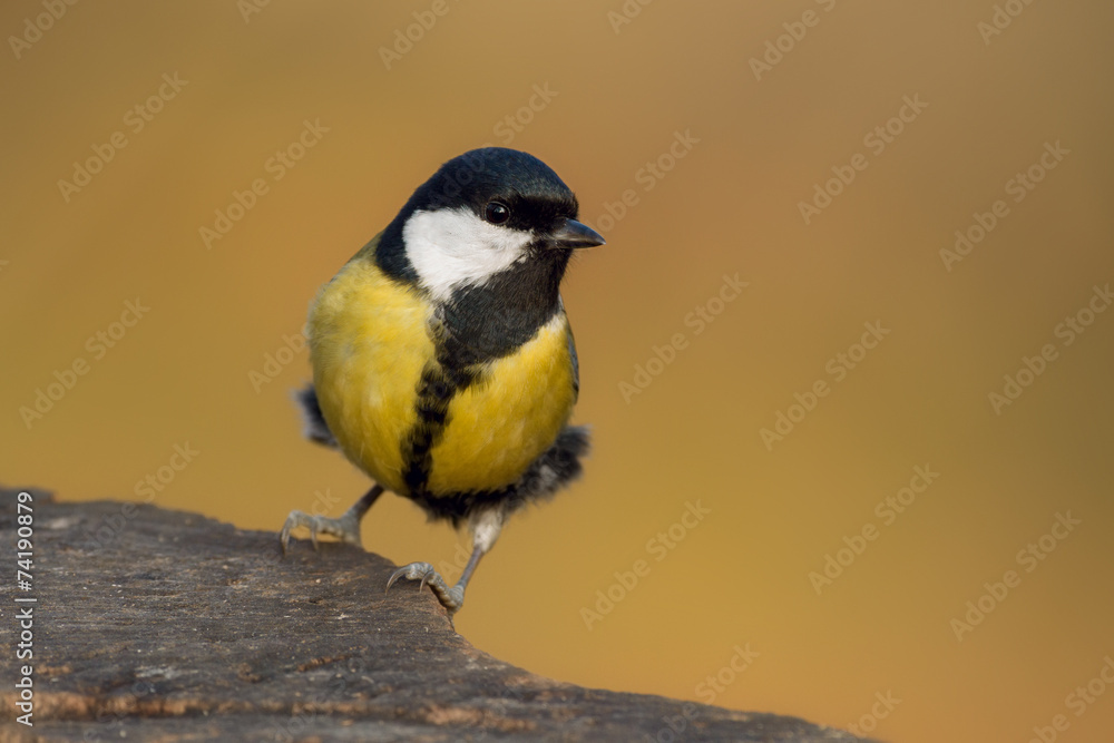 Obraz premium Kohlmeise