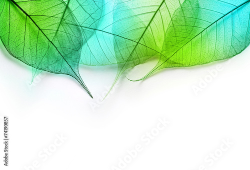 Obraz Makro zielone liście