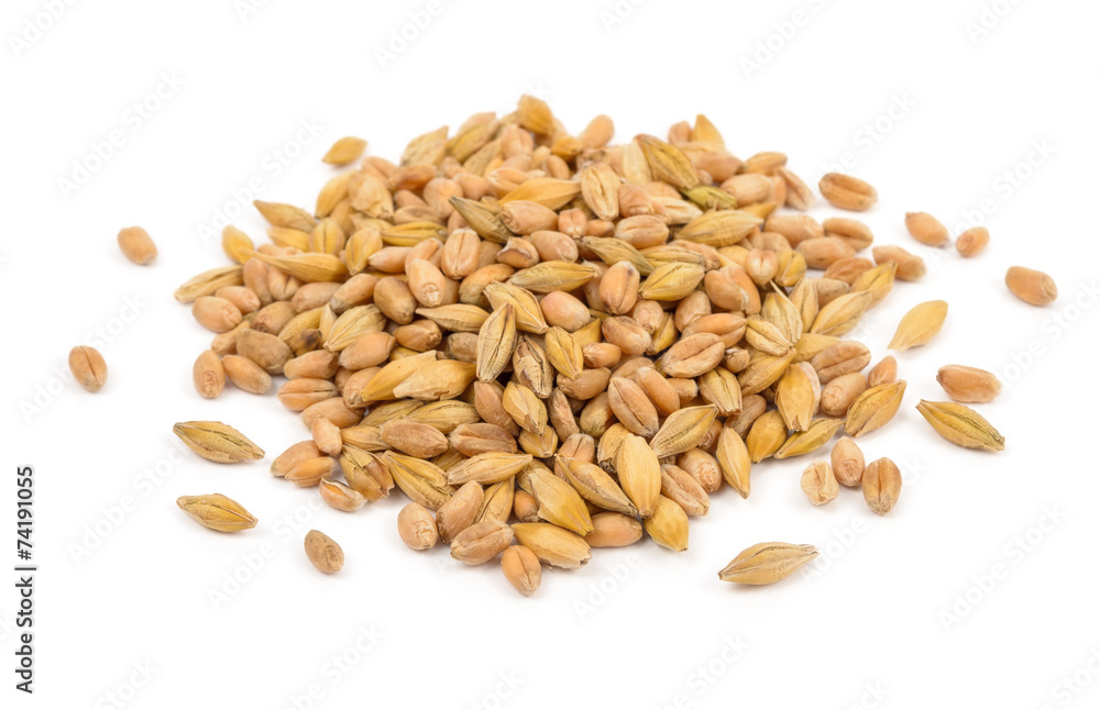 raw wheat seeds raw wheat seeds