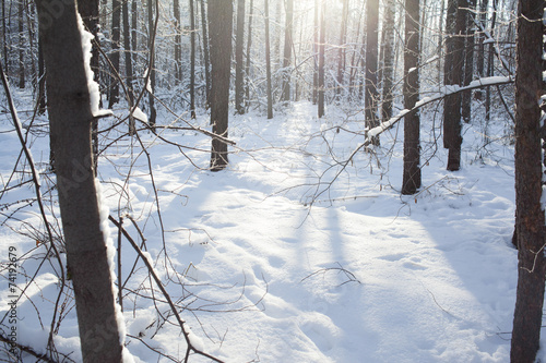 winter background of snowy forest