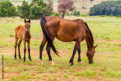 Horses, South Africa. November 2014. © kamira