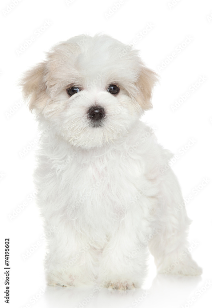 Maltese puppy