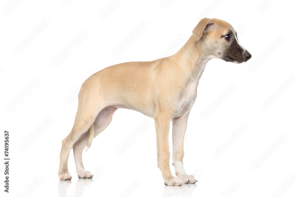 Whippet puppy on a white background