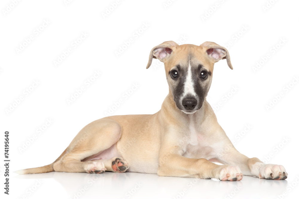 Whippet puppy on white background