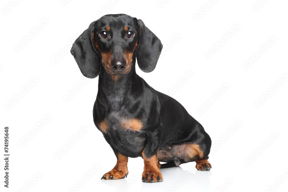 Miniature dachshund