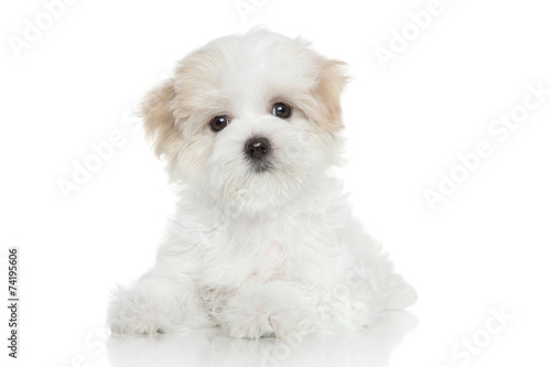 Fototapeta Naklejka Na Ścianę i Meble -  Maltese puppy