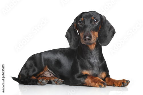 Fototapeta Naklejka Na Ścianę i Meble -  Miniature dachshund