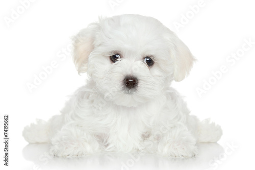 Maltese puppy on white background