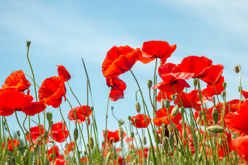 Papier peint photo Coquelicots Coquelicots rouges des champs ouverts  © nickolya