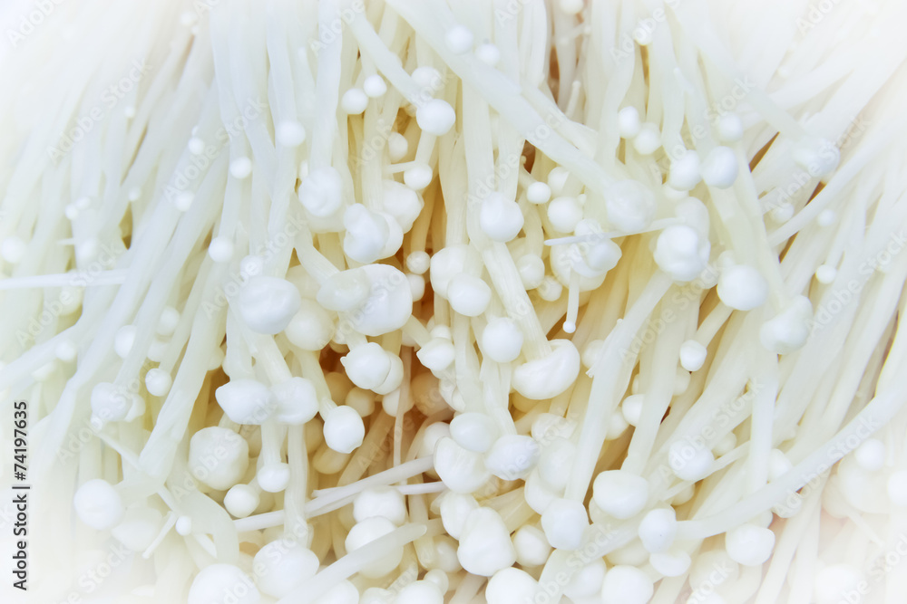 enokitake or The Golden Mushroom (Flammulina velutipes (Curt:Fr. enokitake or The Golden Mushroom (Flammulina velutipes (Curt:Fr.