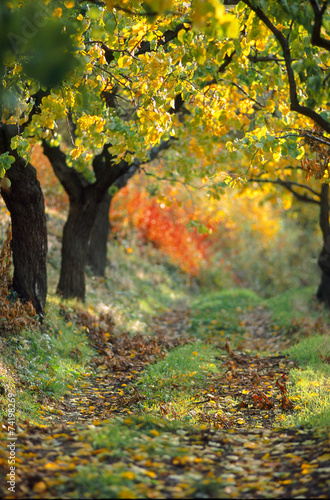 Wanderweg unter Aprikosenbäumen im Herbst