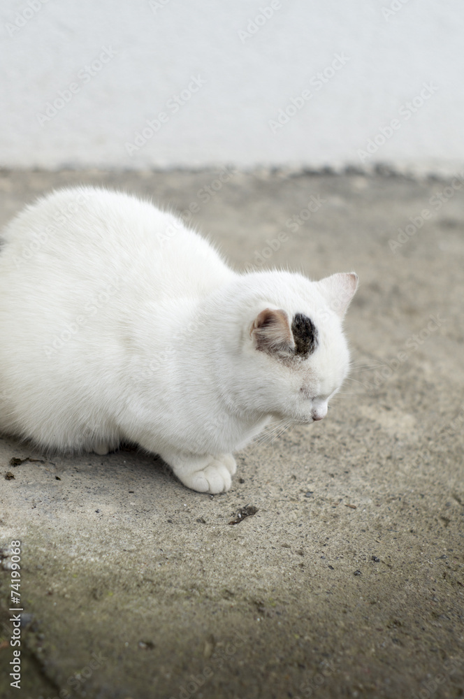 Fototapeta premium White cat with black speckles taking a nap
