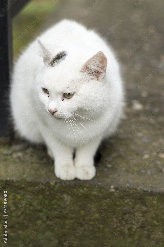White cat with black speckles looking at something