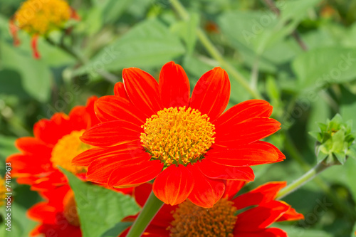 Fototapeta Naklejka Na Ścianę i Meble -  Mexican sunflower