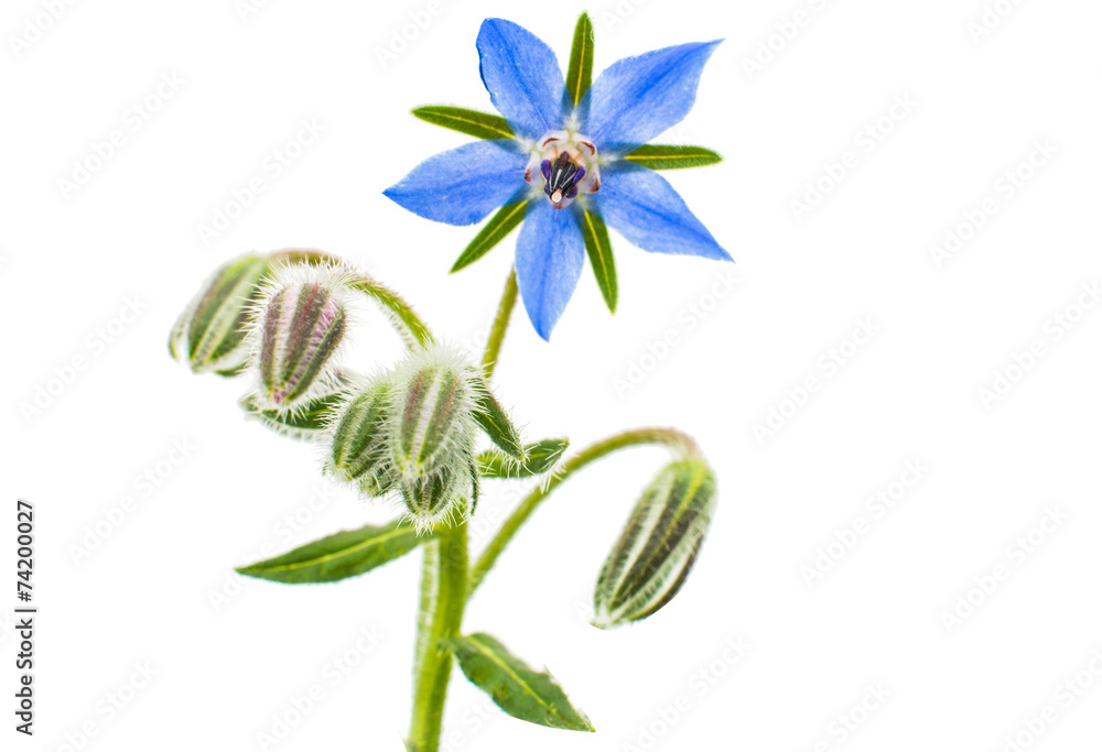 Foto borage