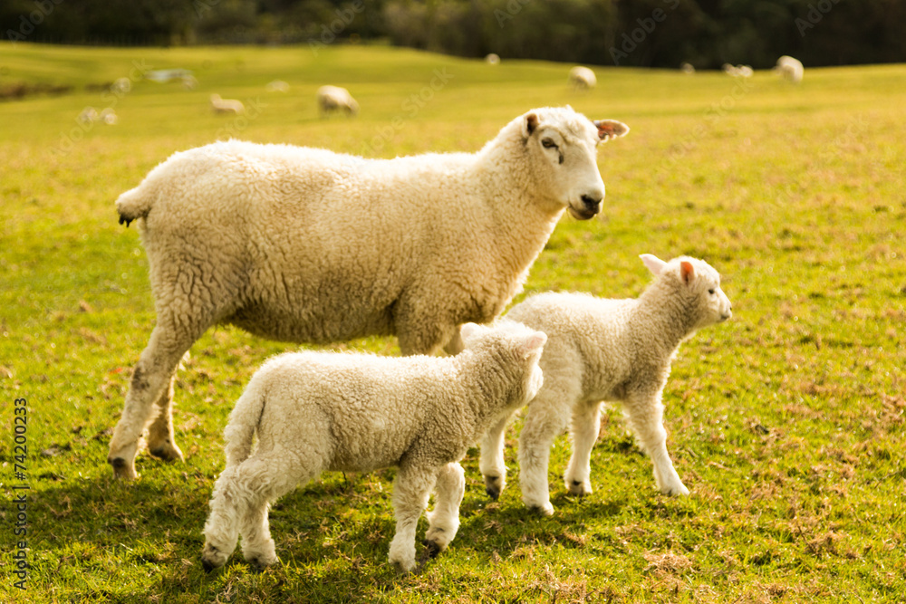 little lambs with the mother in the grass