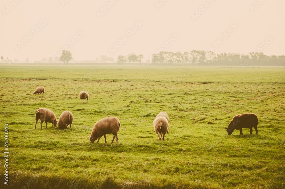 Herd of sheep at the farm meadow