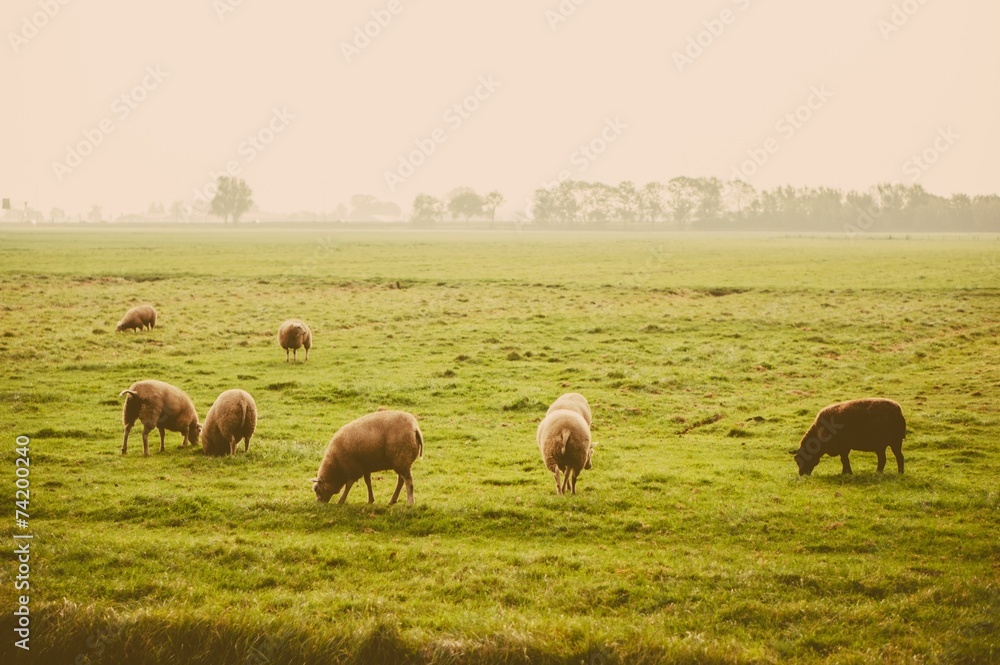 Herd of sheep at the farm meadow Herd of sheep at the farm meadow