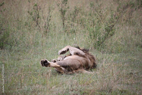 Schilderij op canvas Löwe wälzt sich - Masai Mara