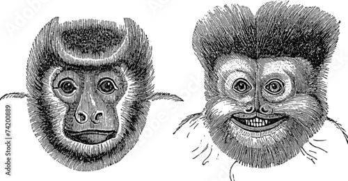 Fotografie Vintage Illustration monkey marmoset