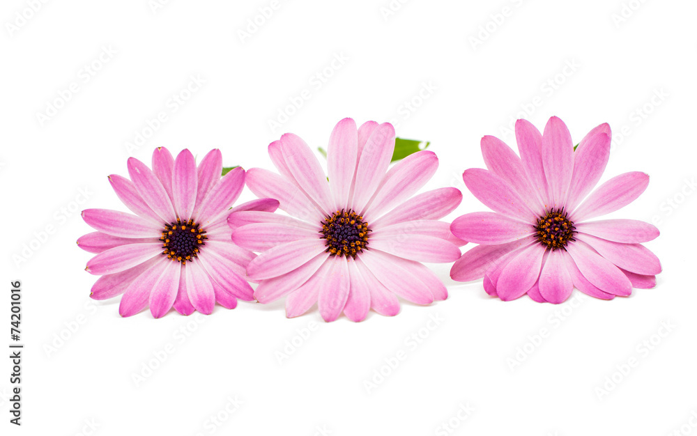 Osteospermum Daisy or Cape Daisy Flower Flower