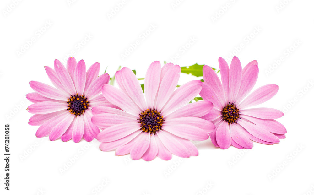 Osteospermum Daisy or Cape Daisy Flower Flower Osteospermum Daisy or Cape Daisy Flower Flower
