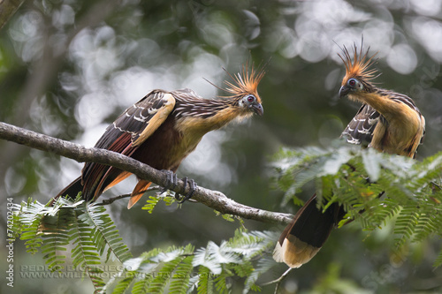 Hoatzin birds in the amazon ecosystem