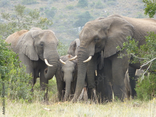Canvas Print Herd of Elephants