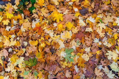 colorful autumn foliage on the forest floor © anatoliil