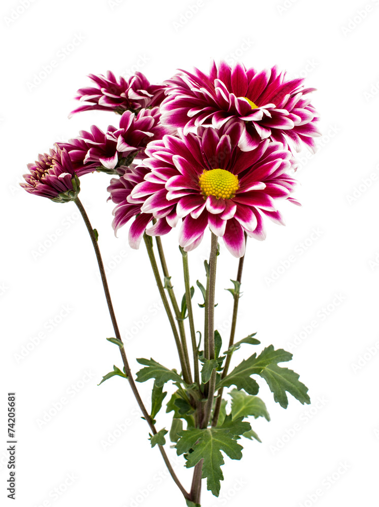 A autumn chrysanthemum flower isolated white A autumn chrysanthemum flower isolated white
