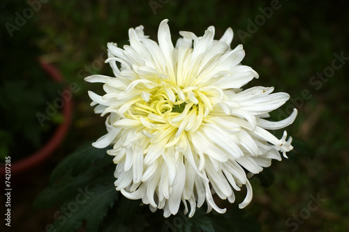 chrysanthemum photo