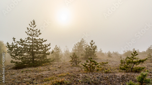 Canvas Print Foggy Autumn Landscape
