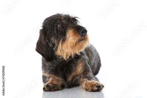 Fototapeta Naklejka Na Ścianę i Meble -  Rauhaardackel