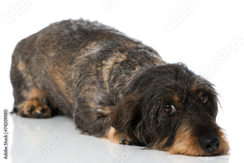 Fototapeta Naklejka Na Ścianę i Meble -  Rauhaardackel