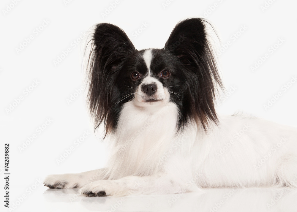 Dog. Papillon puppy on a white background Dog. Papillon puppy on a white background
