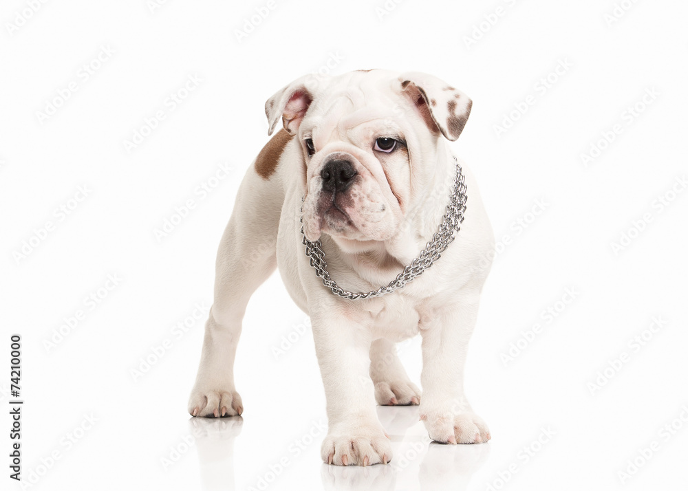 Dog. English bulldog puppy on white background