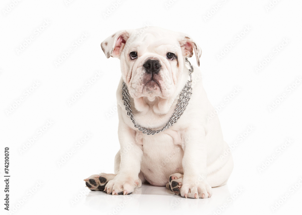 Dog. Papillon puppy on a white background