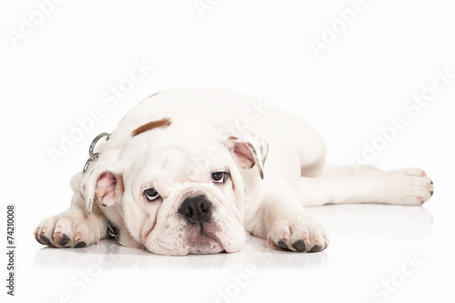 Dog. Papillon puppy on a white background © dionoanomalia