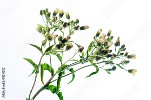 Andryala integrifolia photo