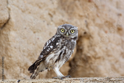 Mochuelo comun-Athene noctua desafio