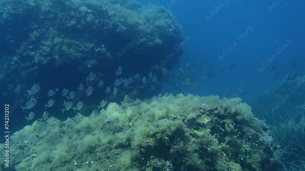 Shoal of sea Bream underwater Shoal of sea Bream underwater