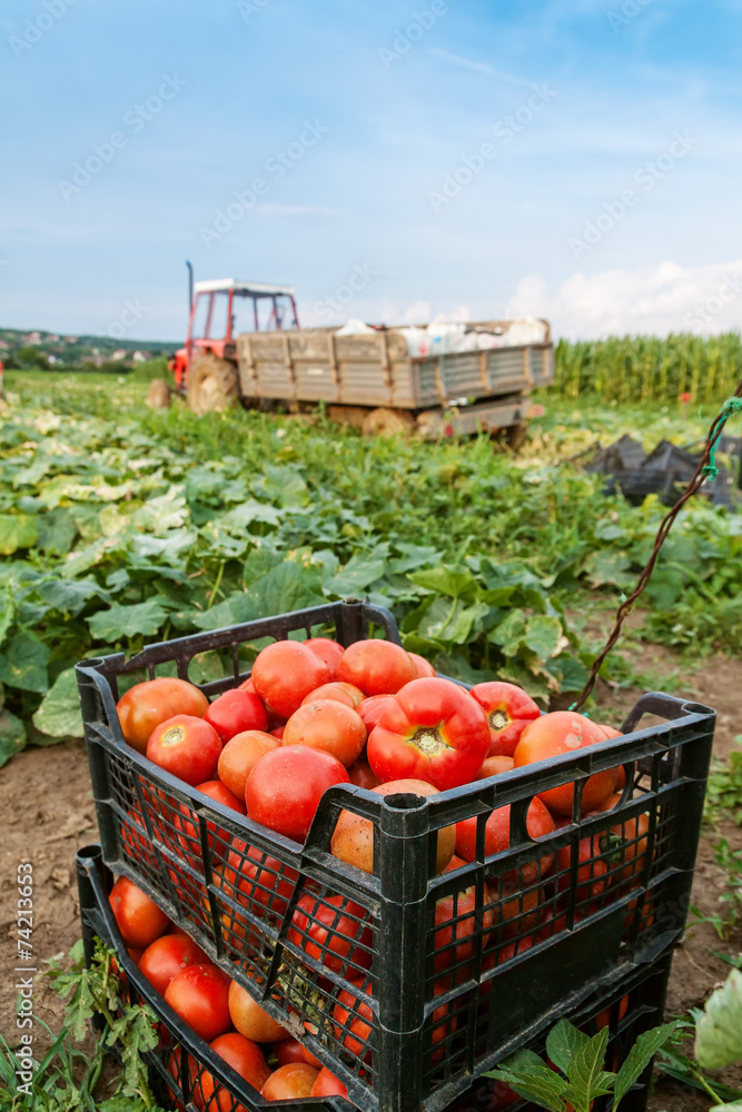 Obraz premium tomatoes plants in evening sunshine