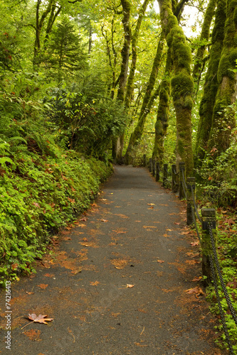 Trail In Oregon Woods