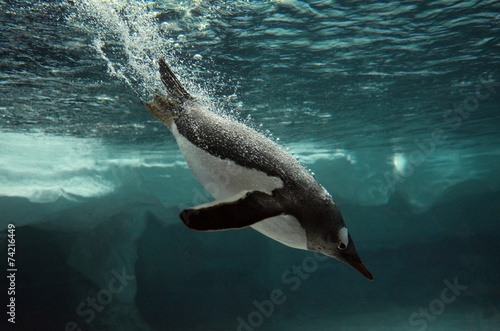 Gentoo Penguin swim underwater