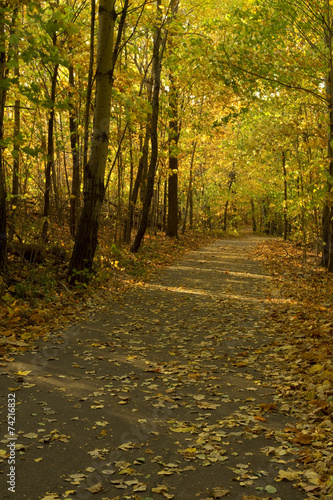 Trail In Autumn Woods