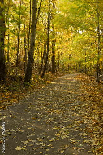 Trail In Breezy Autumn Woods