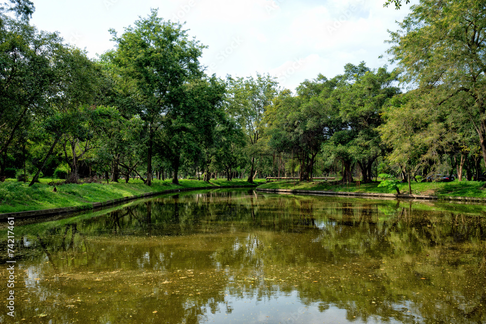 View of green trees in the park